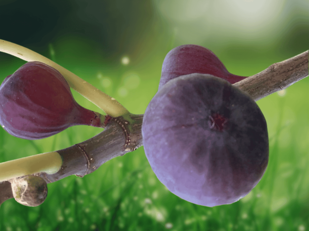 5 Plant Plug Olympian Fig Tree Ficus Carica Starter Plant