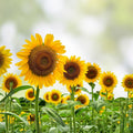 Peredovik Sunflower Seeds for Planting – 500 Seeds – Attract Doves and Birds – Helianthus annuus