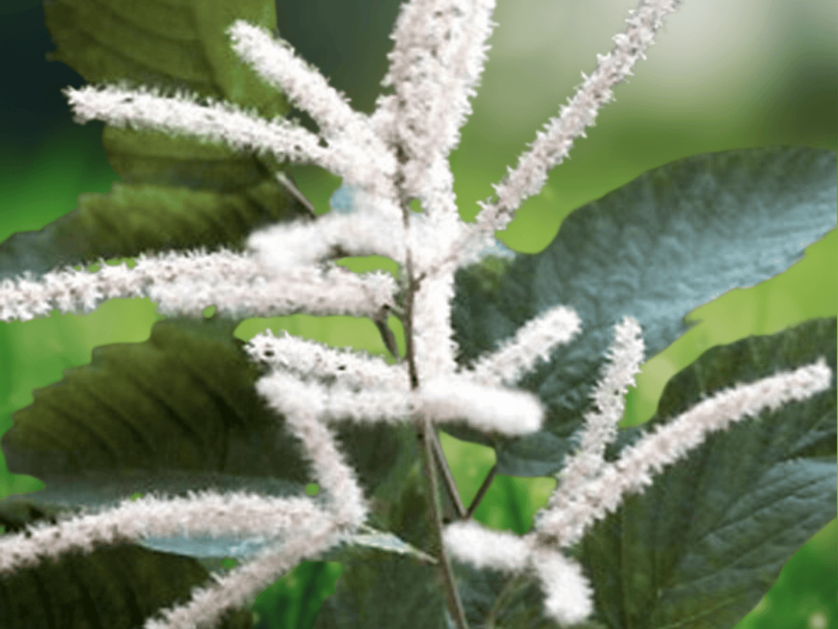 10 Seeds Aruncus dioicus Goat's Beard Perennial Shade Wildflower