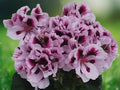 10 White Purple Geranium Seeds Pelargonium Hybrid Perennial Flower Bicolor Blooms Easy Grow Patio Container Garden Bedding Plant