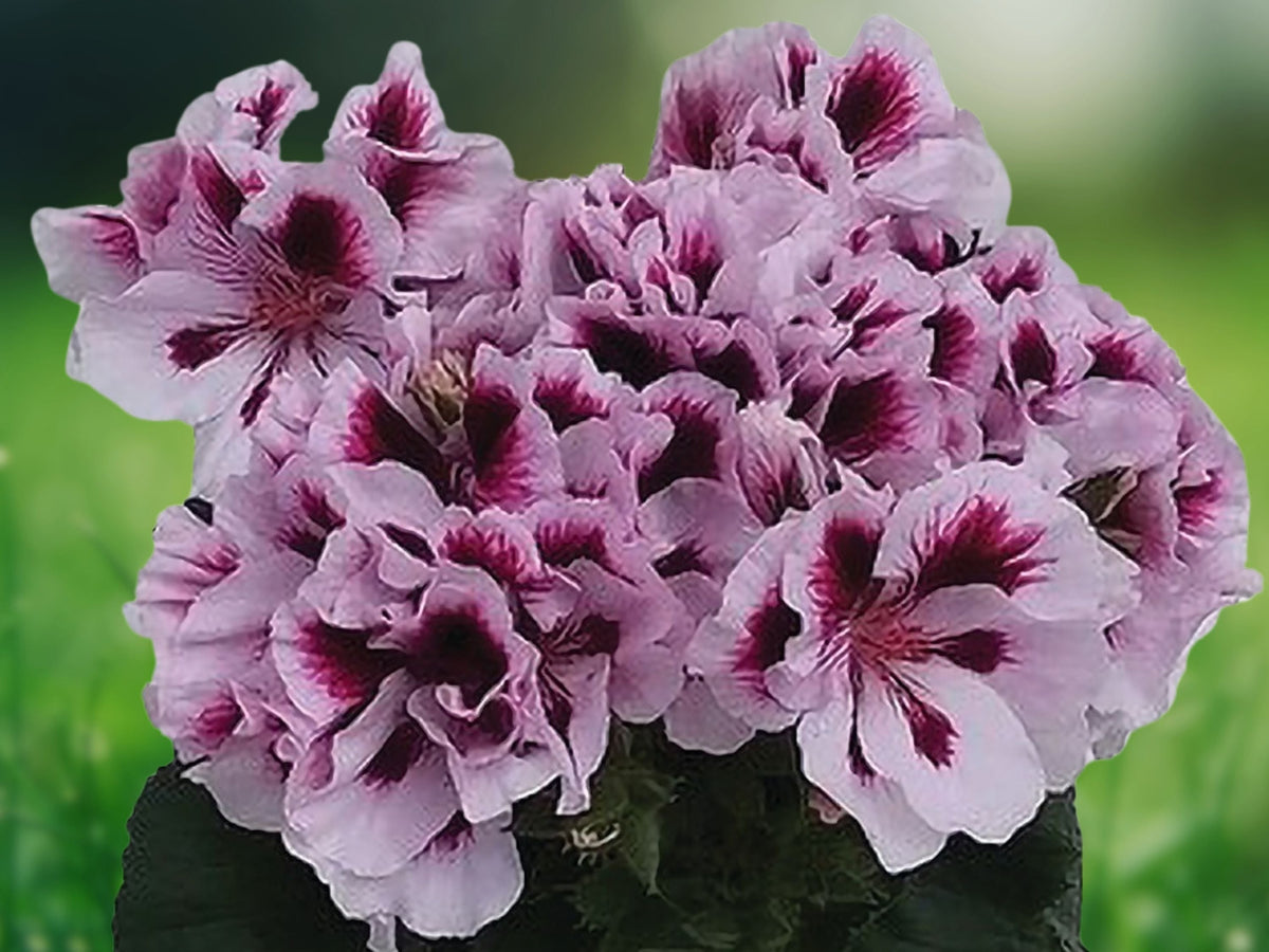 10 White Purple Geranium Seeds Pelargonium Hybrid Perennial Flower Bicolor Blooms Easy Grow Patio Container Garden Bedding Plant