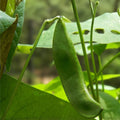 Lima Bean Seeds 1/2lb Heirloom Non-GMO Bush Variety (Phaseolus lunatus) 75 Days Maturity
