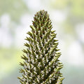 Queen of The Andes Seeds - 10 Pack - Rare Exotic Puya Planting Seeds for Gardens - Unique Ornamental Succulent Plant