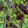 Scuppernong Muscadine Grape Seedling Vine - Vitis rotundifolia - Rare Outdoor Plant for Gardens and Landscapes