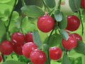 1 Live Plant Captivator Red Gooseberry Well Rooted Starter Plant 3 Inch Tall