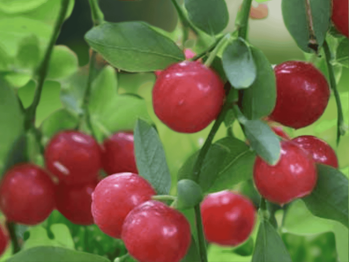 1 Live Plant Captivator Red Gooseberry Well Rooted Starter Plant 3 Inch Tall