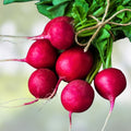 Heirloom Radish Seeds 500+ Non-GMO Champion Variety for Home Garden Raphanus sativus