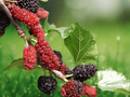 5 Live Plant Illinois Everbearing Mulberry Tree Starter Fruit Tree