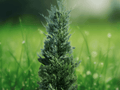 10 Murray Cypress Bare Root Trees Evergreen Fast Growing Privacy Screen