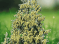 5 Seeds Picea breweriana Weeping Spruce Tree Evergreen Ornamental