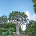 Tree Aloe Seeds (5 Seeds) - Aloe barberae - Drought-Tolerant Succulent for Planting
