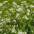 Anise Herb Seeds 100+ Heirloom Seeds Aromatic Spice Pimpinella anisum Culinary Herb Seed Pack