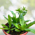 Live Culantro Plant 4" Pot - Eryngium Foetidum - Fresh Culinary Herb for Herb Garden
