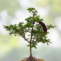 Texas Ebony Tree Seed Pods Halves – Ebenopsis ebano for Bonsai Planting – 30 Natural Seed Pods