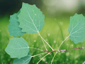 5 Seeds Populus tremula European Aspen Tree Cold Hardy Shade Tree