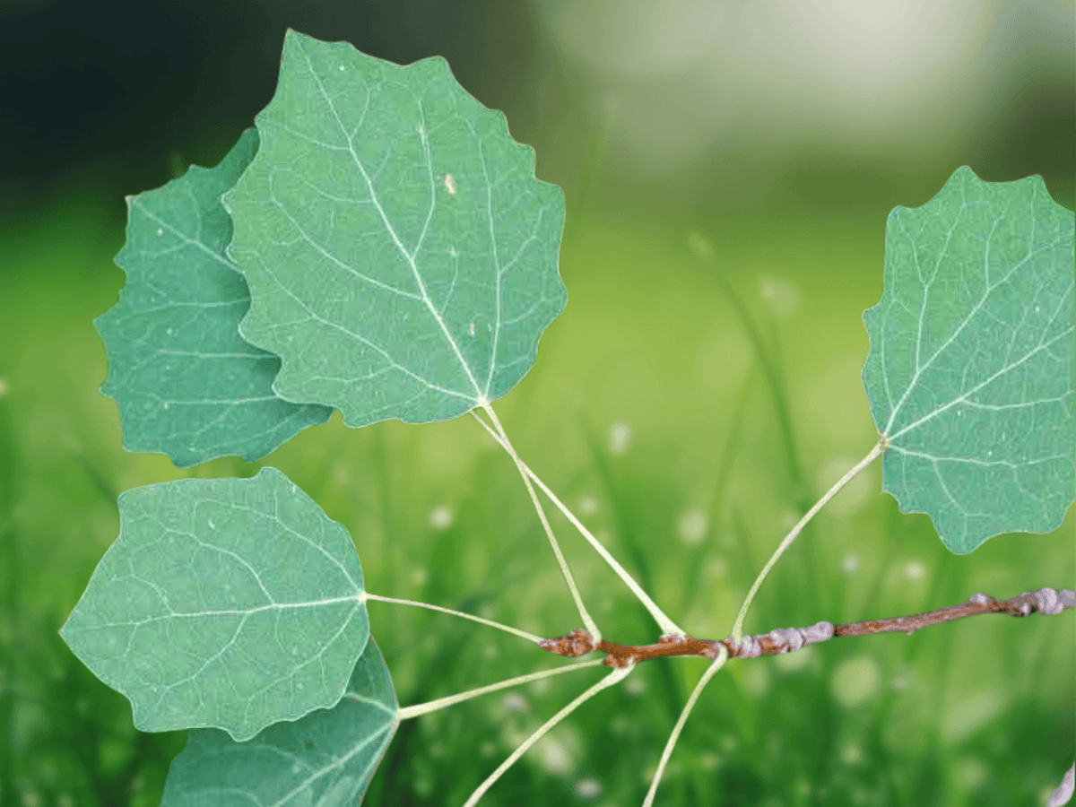 5 Seeds Populus tremula European Aspen Tree Cold Hardy Shade Tree