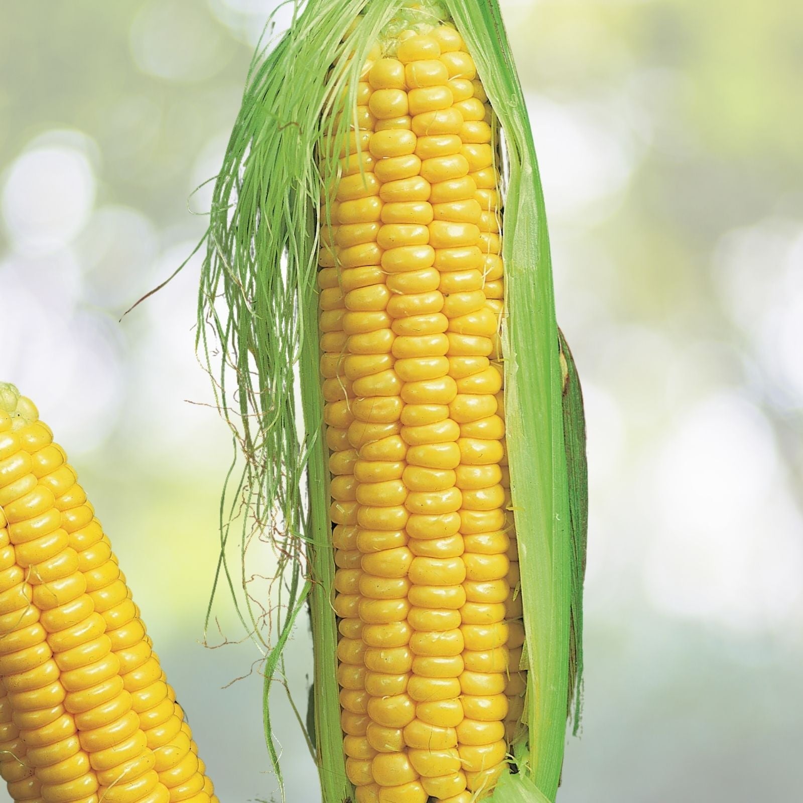 Yellow Whole Kernel Corn - 10 Pounds - Grown in Iowa - Non-GMO, Squirrel & Duck Feed