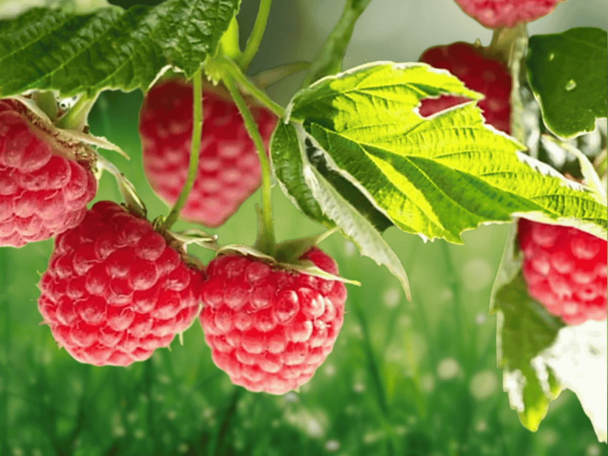 5 Live Plant Cascade Delight Raspberry Rubus idaeus Starter Plug
