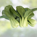 200+ Seeds Chinese Cabbage Pak Choi Mei Qing Choi Shanghai Qing Vegetable Brassica rapa subsp. pekinensis