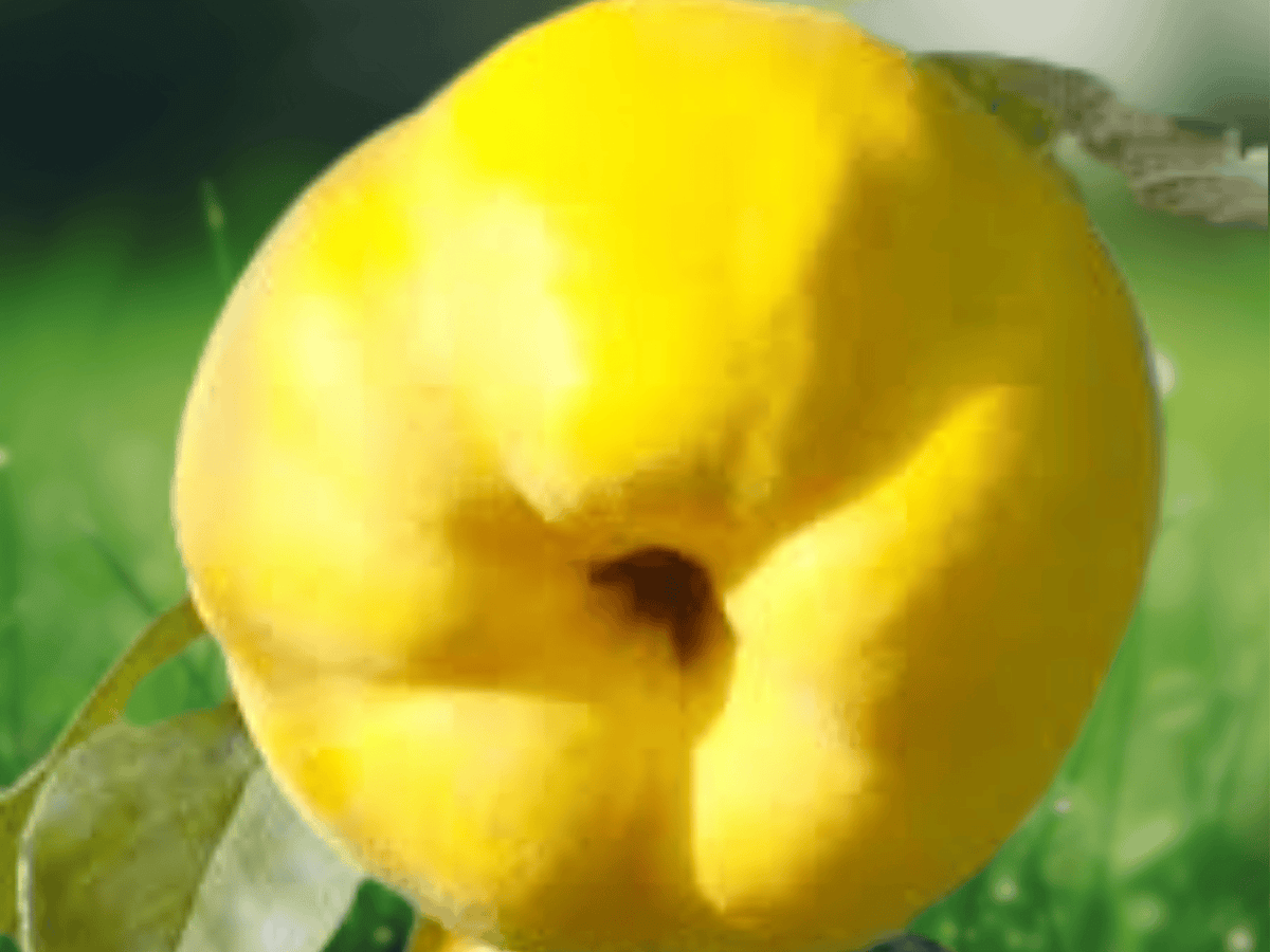 5 Seeds Cydonia oblonga Quince Tree Fruit Tree Ornamental Edible Home Orchard Plant