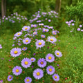 Aster Seeds 25+ Giant California Variety Perennial Flower Seeds Bright Blooms Aster spp.