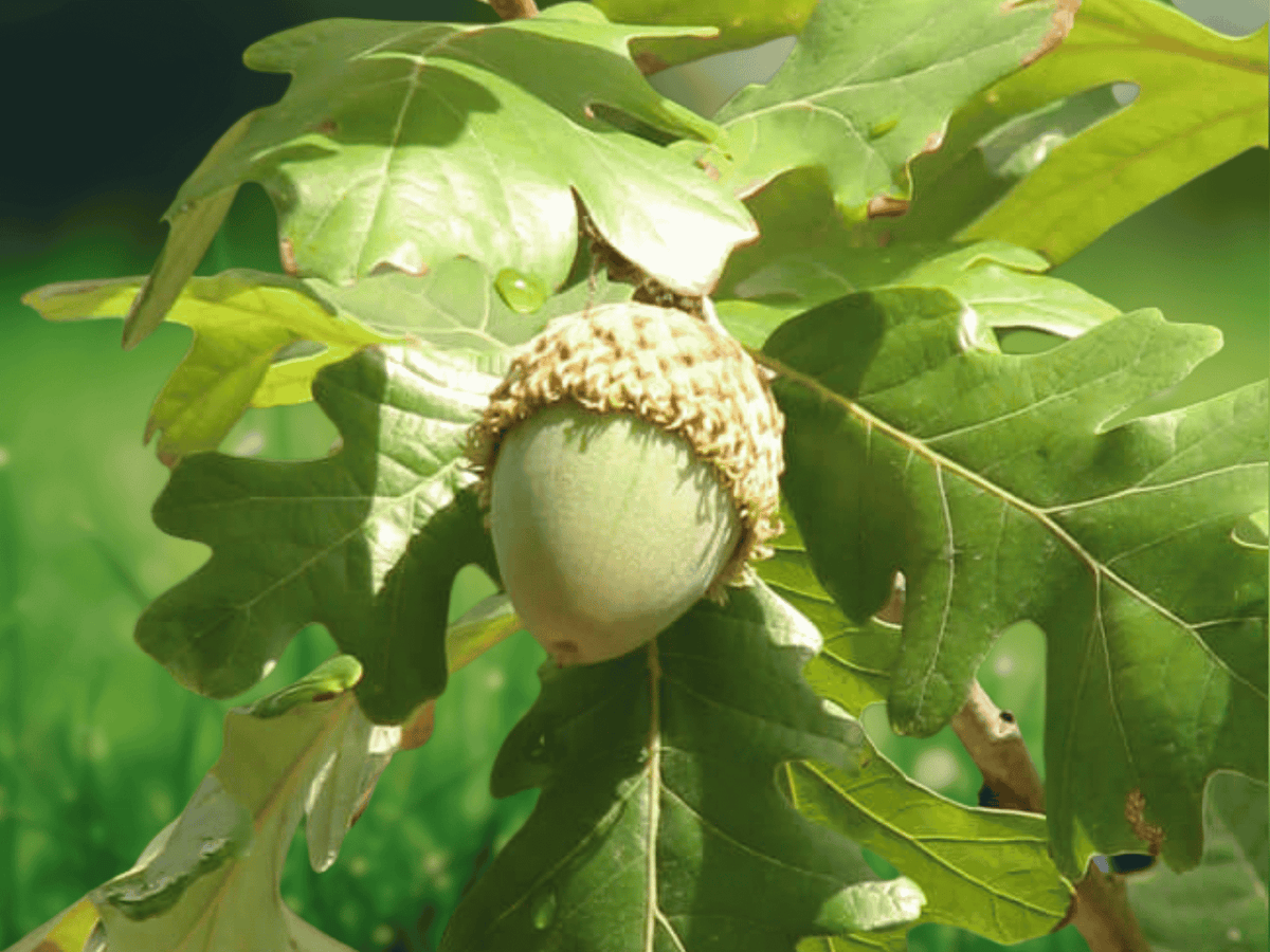 5 Bur Oak Tree 12in Quercus macrocarpa Bare Root