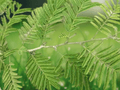 5 Seeds Acacia catechu Cutch Tree Ornamental Tannin Uses