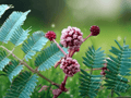 5 Seeds Acacia concinna Acacia Tree