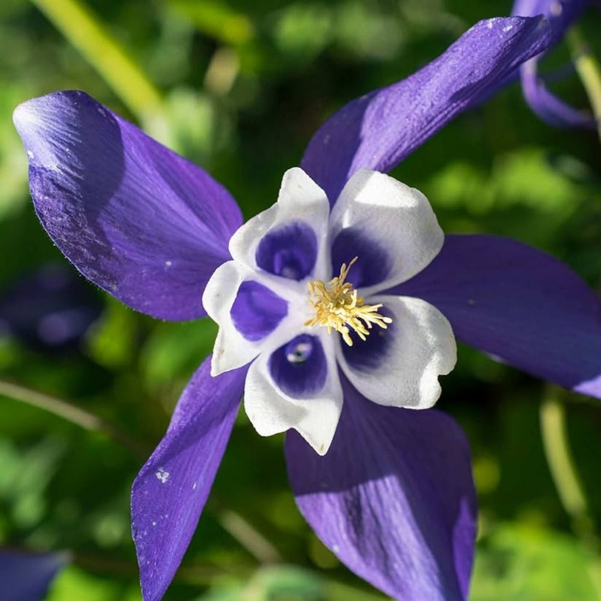 Blue Colorado Columbine Flower Seeds – 100 Non-GMO Aquilegia coerulea Seeds for Wildflower Gardens and Pollinator Attracting