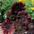 Organic Chocolate Cherry Sunflower Seeds 50 Pack, Helianthus annuus, USA Grown, Non-GMO, Edible Birdseed, Free Shipping