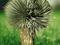 5 Seeds Tree Yucca Thompson Yucca Hardy Desert Ornamental Plant