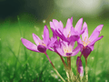 5 Seeds Autumn Crocus Colchicum autumnale Flowering Bulb Plant