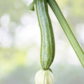 Italian Squash Zucchini Seeds | NON-GMO Heirloom | Fresh Garden Seeds | Cucurbita pepo