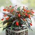 Bolivian Sunset Gloxinia Plant 5" Pot - Winter Flowering Shrub - Gloxinia sylvatica - Lipstick Plant
