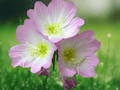 10 Seeds Showy Primrose Oenothera speciosa Pink Evening Primrose Perennial Ground Cover Flower