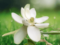 5 Seeds Sweetbay Magnolia Virginiana Tree Fragrant White Blooms