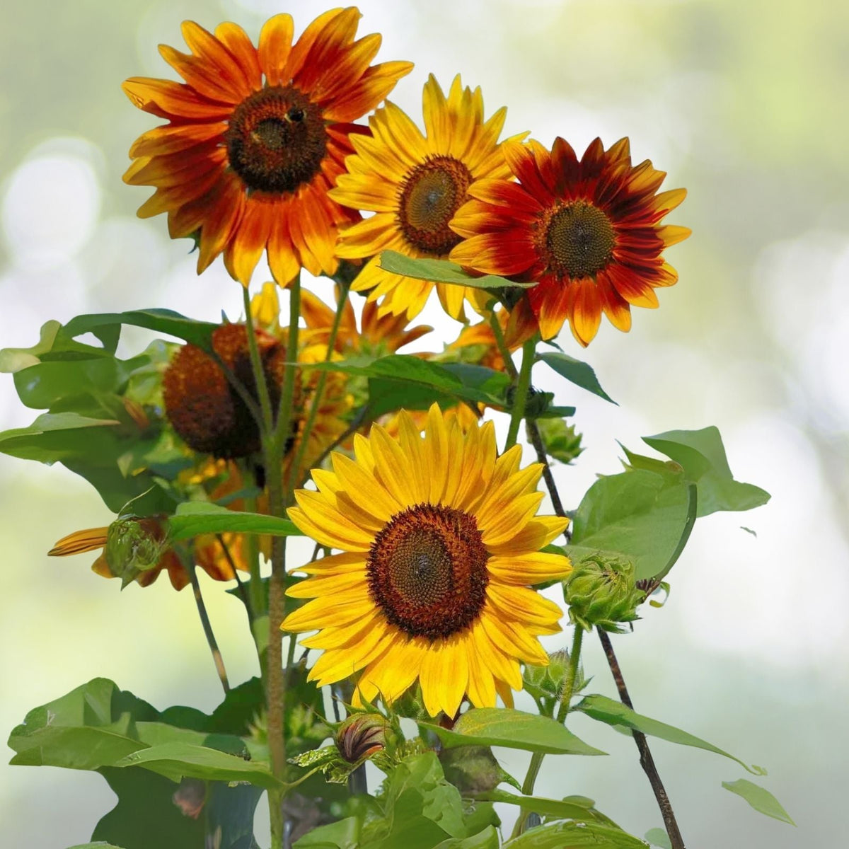 Sunflower Seeds for Planting - Jumbo Mix Pack - 15+ Varieties - Helianthus