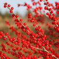 Winterberry Bush Seeds - 50 Pack - Ilex verticillata - Ornamental Winter Planting - Berry-Producing Shrubs for Landscaping