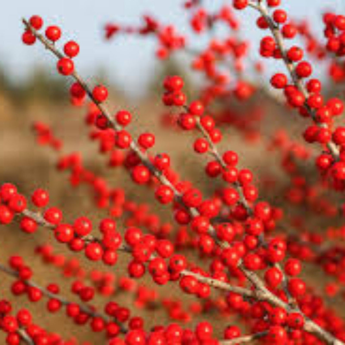 Winterberry Bush Seeds - 50 Pack - Ilex verticillata - Ornamental Winter Planting - Berry-Producing Shrubs for Landscaping