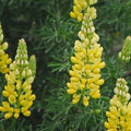 Dwarf Lupine Seeds 100+ Count Pixie Delight Mix Annual Flower Seeds Lupinus hartwegii