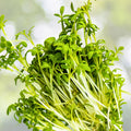 Curled Cress Seeds 100 Heirloom Broadleaf Microgreens Lepidium sativum Non-GMO Organic Planting Kit