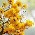 Golden Trumpet Tree Seeds - 20 Fresh Seeds - Handroanthus chrysanthus - Yellow Flowers - Easy to Grow Garden Seeds