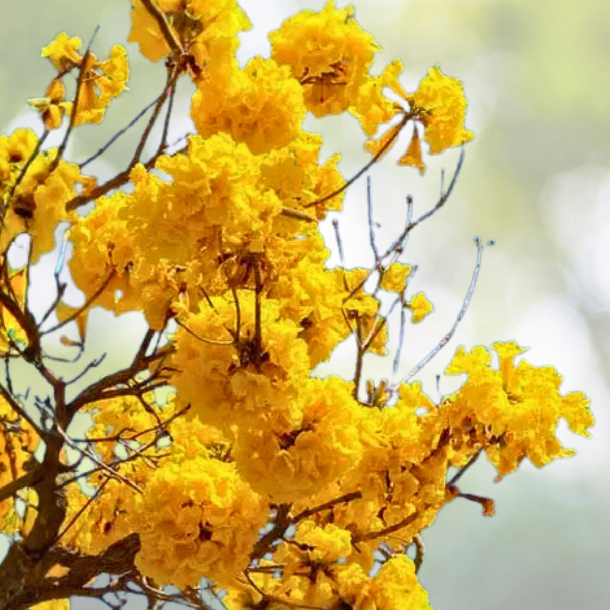 Golden Trumpet Tree Seeds - 20 Fresh Seeds - Handroanthus chrysanthus - Yellow Flowers - Easy to Grow Garden Seeds