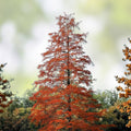 Live Bald Cypress Tree Set of 2, 12-16 Inches, Taxodium distichum, Deciduous Conifer, Bare Root for Landscaping and Garden