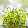 Organic Mung Bean Seeds 2 oz for Sprouts | Edible Vigna radiata | Healthy Plant-Based Protein