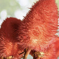 Anchiote Seeds - 40 Heirloom NON-GMO Seeds for Culinary Use | Bixa orellana | Free Shipping