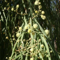 Acacia Stenophylla Seeds - Shoestring Wattle - Drought Tolerant - 25 Pack - Australian Native Plant Seeds