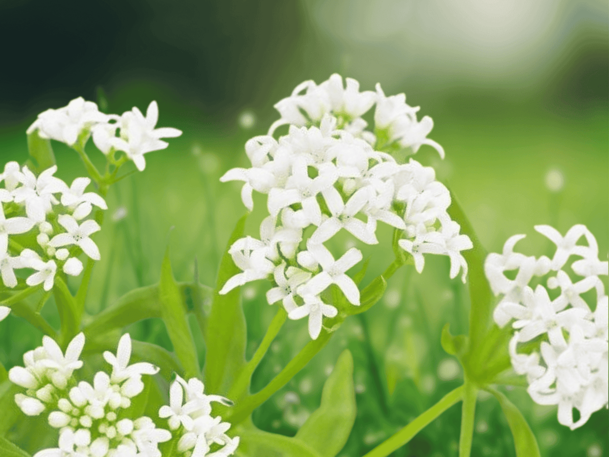 1 Live Plant Sweet Woodruff Galium odoratum Shade Ground Cover