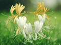 1 Live Plant Japanese Honeysuckle Lonicera japonica 1 Year Old Vine