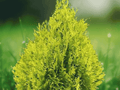 1 Live Plant Sunkist Arborvitae Thuja occidentalis Evergreen Shrub